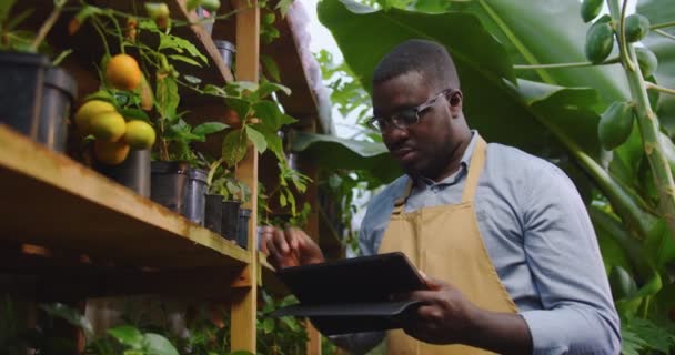Gros plan du jardinier afro-américain dans des lunettes marchant en serre chaude faire l'audit des plantes, en utilisant une tablette, tapant sur l'écran. Floristique, profession et concept d'entreprise. hobby agriculture. — Video