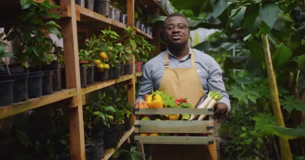 Primer plano del serio biólogo afroamericano en gafas de pie en invernadero. Hombre sosteniendo caja con verduras y mirando a la cámara. Floristería, ocupación y concepto de negocio. — Vídeos de Stock