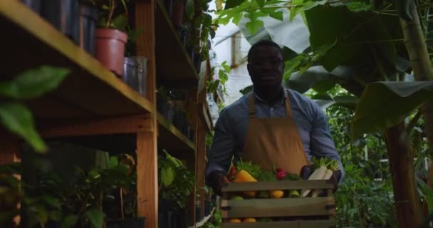 Närbild av unga afroamerikanska mannen i glasögon bär förkläde promenader i växthus med låda grönsaker, tittar på kameran. Manlig biolog som jobbar på ett krog. Blomsterhandlare och affärsidé. — Stockvideo