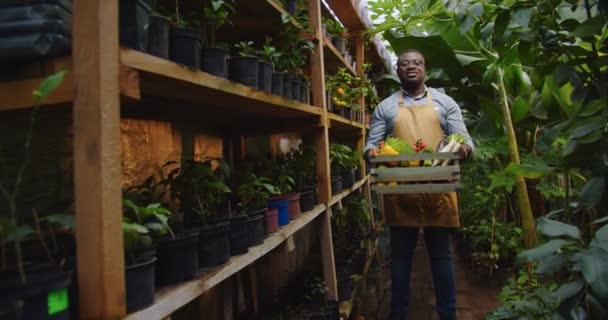 Plan médian du biologiste afro-américain dans des verres debout en serre. Homme tenant boîte avec des légumes et regardant à la caméra dans hothouse. Floristique, profession et concept d'entreprise. Caméra se déplace — Video