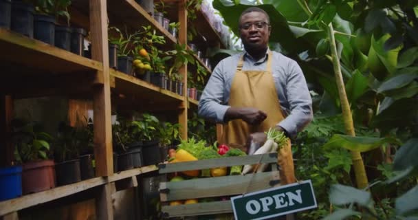 Plan du milieu de l'homme afro-américain dans des lunettes debout dans une serre derrière une boîte avec des légumes et croisant les bras regardant vers la caméra. Floristique, profession et concept d'entreprise. Hobby concept d'agriculture. — Video