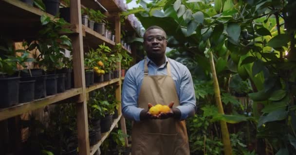 Plano de mitad del hermoso jardinero hombre afroamericano manteniendo en las manos y estirando limones a cámara. Hombre posando con frutas orgánicas en invernadero y mirando a la cámara. — Vídeos de Stock