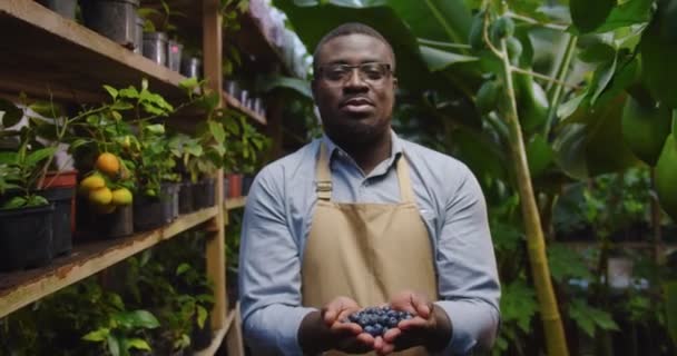 Portret van een serieuze tuinman Afro-Amerikaanse man die handen vasthoudt en bosbessen tot camera uitstrekt. Man poseren met biologische bessen in kas en kijken naar camera. — Stockvideo