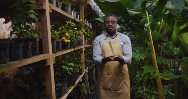 Middle shot of gardener African American man keeping in hands and stretching to camera plant in soil. Male standing with tree in greenhouse and looking at camera. Floristry and business concept. — Stock Video