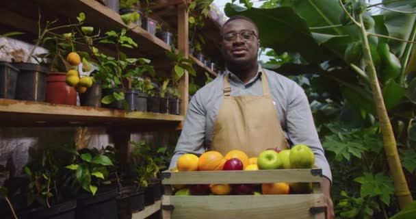Una foto de un biólogo afroamericano sonriente con gafas de pie en el invernadero. Hombre sosteniendo caja con frutas y mirando a la cámara en invernadero. Floristería, ocupación y concepto de negocio. — Vídeos de Stock