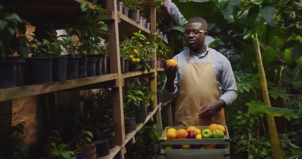 Middle shot of African American man in glasses standing in greenhouse next to wooden with fruits, taking apple then orange and looking at them. Portrait of male biologist in hothouse. — Stock Video