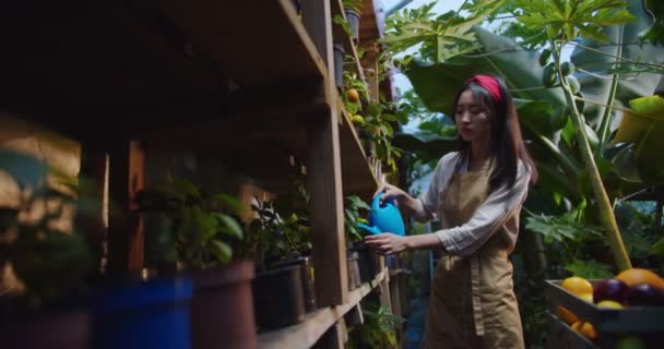 아름다운 아시아 여인이 앞치마를 입고 푸른 물 깡통에서 물을 주는 꽃을 재배하며 걸어가는 가운데찍은 사진이다. 여성 생물학자가 온실에서 일하고 있습니다. 호비와 농사의 개념. — 비디오