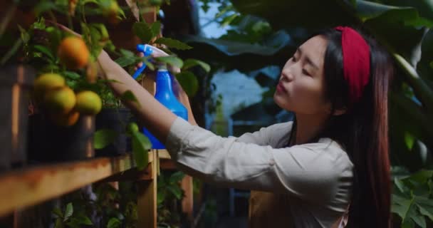 Gros plan de la jeune femme asiatique dans un tablier en serre pulvérisant des plantes à l'aide d'un pulvérisateur bleu avec de l'eau. Belle biologiste brune positive travaillant dans une serre chaude. Hobby et concept agricole. — Video