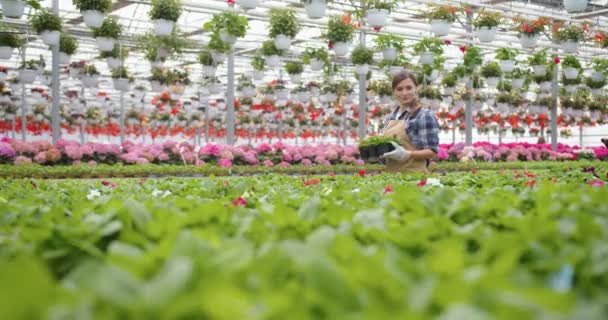 Caucasian young beautiful woman owner of garden center or flower shop holding small pot plant and walking in greenhouse. Cheerful female worker in apron at workplace selling plants, business concept — Stok video