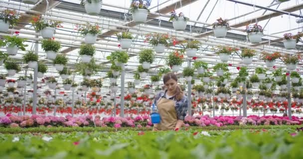 Bella femmina caucasica felice che lavora come fiorista in negozio di fiori, irrigazione fiori e piante. Giovane lavoratrice autonoma al lavoro nel negozio di fiori. Imprenditrice donna nel proprio negozio, affari floreali — Video Stock