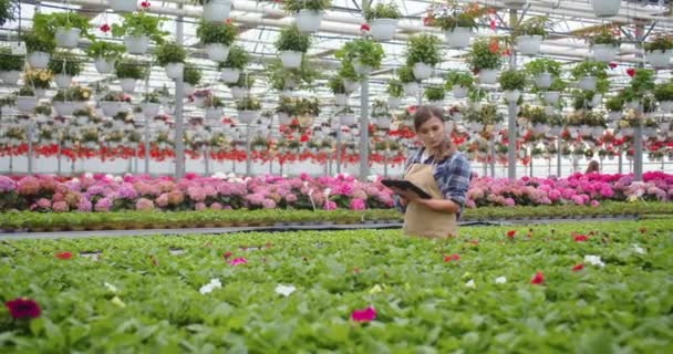 Bonita jovem caucasiana empregada do sexo feminino trabalhando como florista em loja floral andando em estufa e tocando no dispositivo tablet. Proprietário da loja de flores. Empreendedora feminina em loja própria, negócio floral — Vídeo de Stock