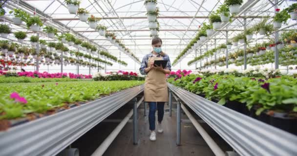 Caucasian young pretty woman manager in mask working in own flower shop walking between plants in greenhouse and tapping on tablet device. Garden center, floral store, quarantine, business concept — Stock Video