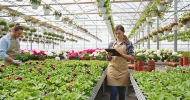Caucasian young pretty woman employee in apron walking in greenhouse and typing on tablet browsing and checking flowers while her male co-worker working putting pot plant. Floral shop business concept