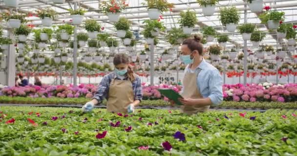 Vit vacker ung hane i mask talar med kvinnliga florist kollega välja växter i kruka medan du arbetar i blomsteraffär. Kvinna säljare i förkläde arbetar i trädgården centrum under covid pandemi — Stockvideo