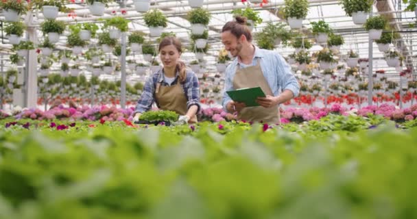 Homem bonito feliz caucasiano jovem falar com florista fêmea escolhendo plantas no pote enquanto trabalhava na própria loja floral. Mulher vendedor em avental trabalhando no centro de jardim, estufa, conceito de negócio — Vídeo de Stock