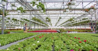Caucasian happy young woman employee walking in greenhouse using tablet device. Man worker in apron pushing mobile shelves with plant pots and flowers. Business concept, floral shop with many plants