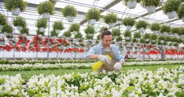 Jóképű, fehér férfi munkás kötényben, aki a kertészeti központban dolgozik, locsolja a növénycserepet spray-vel. Férfi virágárus a munkahelyén, virágokat locsolva. Üvegház koncepció, üzlet, virágüzlet — Stock videók