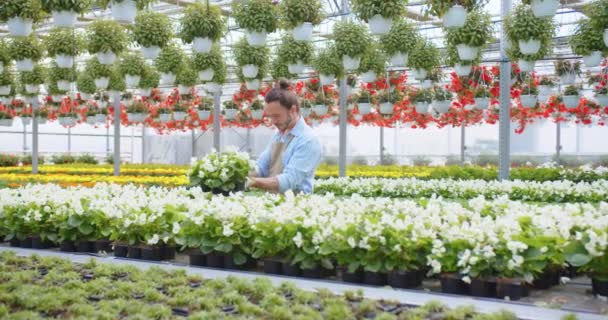 Pria muda tampan Kaukasia florist di celemek bekerja di rumah kaca besar memilih pot plant di tempat kerja. Taman pusat, bisnis sendiri, floristry, hobi bunga, salesman bekerja di toko bunga — Stok Video