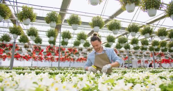 Portrait of young handsome Caucasian joyful male florist in apron working in own floral shop watering plant pot flowers with spray, looking at camera and smiling. Business concept, floristry, job — Stok video