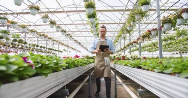 Caucasian young handsome guy florist in apron walking in big greenhouse holding in hands tablet device and looking at flowers. Floral shop, own business, plant pot, floral store, retail concept — Stok video