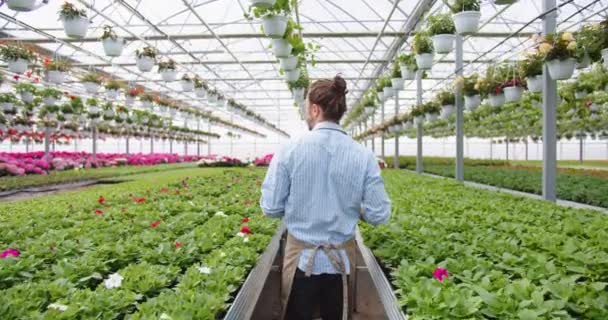 Posteriore del giovane caucasico in grembiule che cammina nella propria serra e controlla le piante. Fiorista venditore maschile che lavora in grande giardino centro con molti fiori. Imprenditore, concetto di impresa — Video Stock