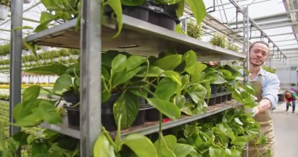 Primer plano del guapo joven caucásico feliz trabajador masculino en delantal empujando estantes móviles con muchas plantas verdes caminando en invernadero. Tienda de flores, cultivo de flores, concepto de negocio — Vídeos de Stock