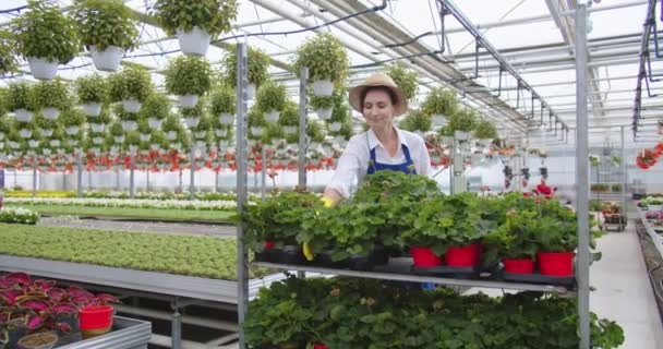 Hermosa joven florista mujer caucásica feliz que trabaja en la tienda de flores tomando maceta del estante. La vendedora puso flores en el estante del invernadero. Trabajo de jardinero, cultivo de flores, concepto de negocio — Vídeos de Stock