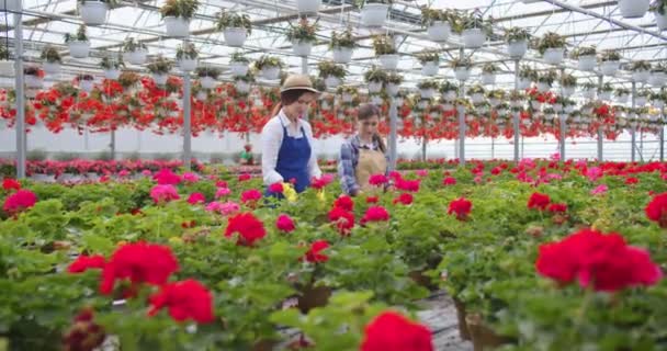 Two pretty cheerful young smiling female gardeners working in big greenhouse cultivating flowers in pots. Women florists work in garden center, plant pot, floral business, retail, hobby, houseplant — Stok video