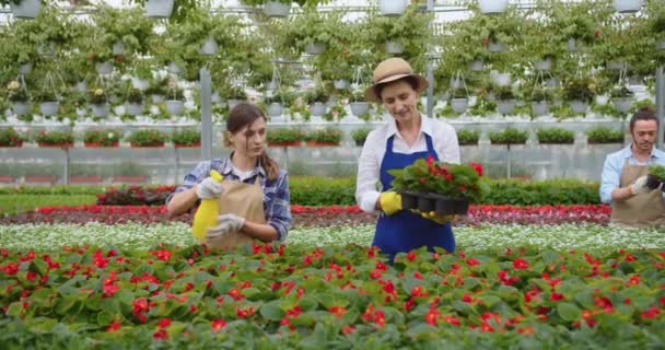 Група кавказьких щасливих садівників працює в садовому центрі, перевіряючи рослини і поливаючи квіти в горщиках. Красуня-флорист поливає рослину спреєм. Квіткова крамниця, концепція зелених рослин — стокове відео