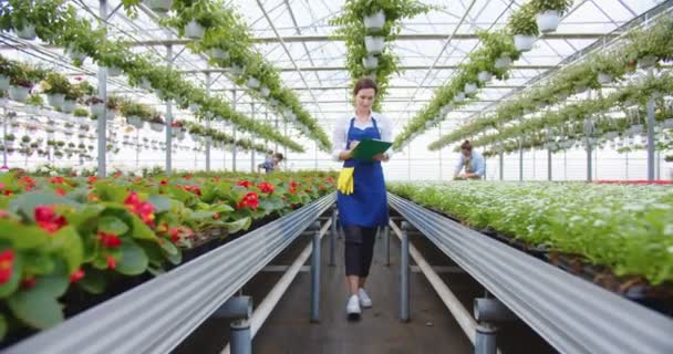 Boldog, gyönyörű, fiatal, kék kötényes fehér nő sétál a saját nagy üvegházban, írótáblán ír, növényeket ellenőriz. Kertészkedés, botanika. Kis virágüzlet koncepciója — Stock videók