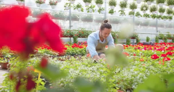 白人陽気な若い男性庭師植栽と植物をチェックし、温室内の職場での家庭の花の世話をするカメラで笑顔男性労働者は庭の中心に植物を栽培 — ストック動画