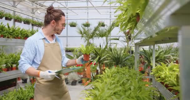 Jovem jardineiro caucasiano feliz em avental andando na própria estufa verificando plantas e flores. Bonito homem trabalhando em loja floral, vaso de plantas, planta de sala, hobby, conceito de cultivo de flores — Vídeo de Stock