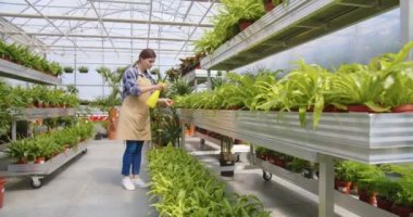 Young busy Caucasian pretty female gardener in apron walking in own garden center checking plants watering flowers. Beautiful woman working in floral shop selling houseplants, business concept