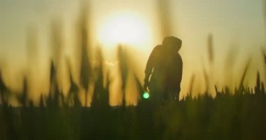 Çiftçinin tarlaya baktığı arka plan görüntüsü, gün batımını izlerken hasatı analiz etmek. Tarım kavramı, gün batımında tarlayı kontrol etmek. Bitkileri inceleyen ve su sistemini kontrol eden adam.