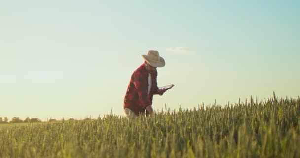 Full length view of the male farmer expert browsing tablet computer applications while examining green crops at the field walking at the ecological organic farm garden — Stock Video