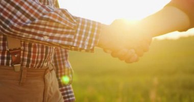 Hasat zamanı tarladaki çiftçiler arasında tokalaşma. İki işadamı el sıkışıyor. Kabul et ya da merhaba de. Olgunlaşan mısırla birlikte tarım alanının arka planı