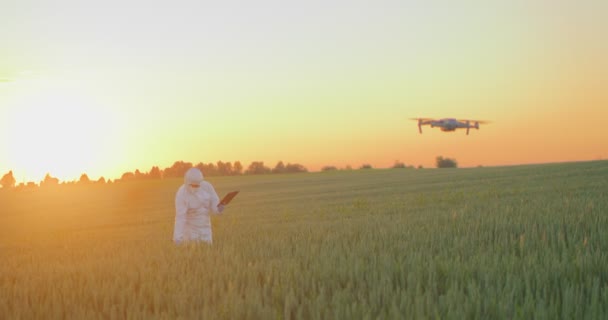 Agricultor que usa equipo de protección de pie en el campo de trigo joven y examinarlo con un dron. Naturaleza agricultura crecimiento metraje — Vídeos de Stock