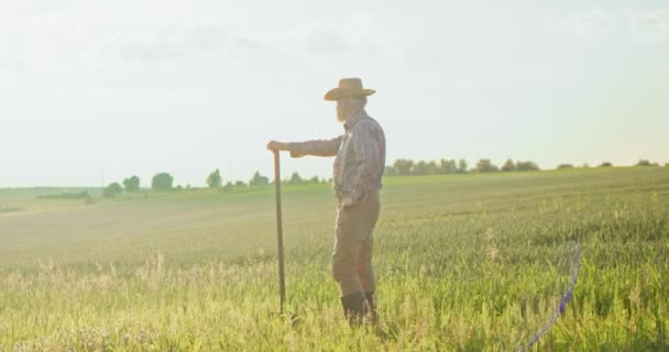 畑に立っている帽子を被った年配の農家の背中の景色をシャベルで見て、分析しながら収穫を見てください。農業事業の概念 — ストック動画