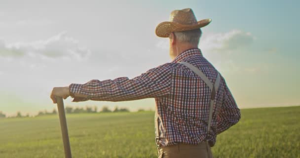 Visão traseira do agricultor sênior usando chapéu de pé no campo com pá e olhando para a colheita enquanto analisa. Conceito de empresa agrícola — Vídeo de Stock