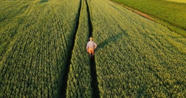 Organik tarım arazisi. Kıdemli erkek çiftçi yabani otları temizliyor ve tarım alanında yürürken taze sebze topluyor. Ev yapımı gıda ve organik sebze konsepti — Stok video