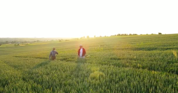 Two male gardeners examining and exploring optimal growing systems of cultivating green salads plantation. Greenhouse expert, agronomy and bio farming concept — Stock Video