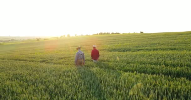 Organik tarım arazisi. Erkek çiftçi işçilerden ikisi tarım alanında yürürken yabani otları temizliyor ve taze sebzeler topluyorlar. Ev yapımı gıda ve organik sebze konsepti — Stok video