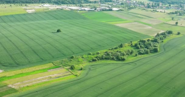 Green farmers field. Shot from above, view from drone. Field and forest with houses at the distance. Beautiful top view of plowed and sown fields. Aerial panorama drone view of typical agricultural — 비디오