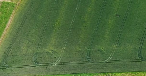 Drone camera view at the green fields at the slow motion. Beautiful top view of plowed and sown fields. Aerial panorama drone view of typical agricultural landscape — Stock Video