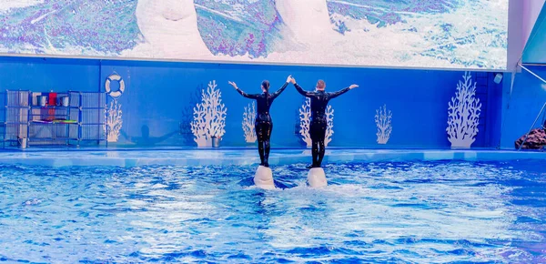 Rusko Vladivostok 2021 Představení Běluhy Velryb Účinkujících Mořském Savčím Parku — Stock fotografie