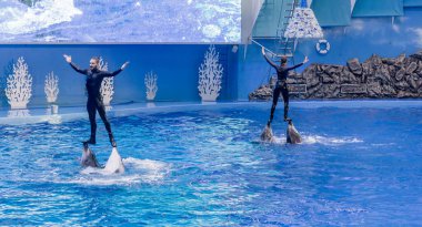 Rusya, Vladivostok, Ocak 04, 2021. Atlantik şişe burunlu yunuslar ve Primorsky Akvaryumu 'ndaki Deniz Memelileri Parkı' nda gösteri. Deniz memelileriyle birlikte, esaret altındaki deniz memelilerinin yaşamlarını gösterin..