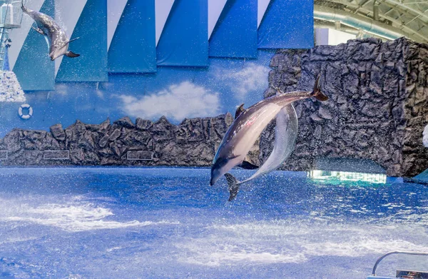 Show Dolphins Marine Mammal Park Nice Smart Dolphins Show Abilities — Stock Photo, Image