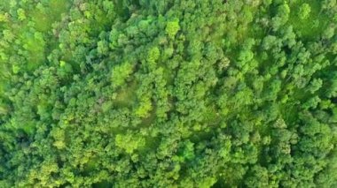Gelecekteki çevresel koruma ve sürdürülebilir ESG modernizasyon gelişimi