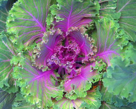 Photo for Decorative purple cabbage or kale, Purple decorative cabbage - Royalty Free Image