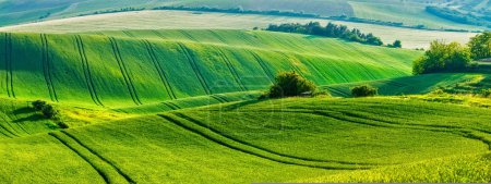 Téléchargez les photos : Fond d'écran rural européen panorama des champs de roulement moraves paysage, Moravie, République tchèque - en image libre de droit